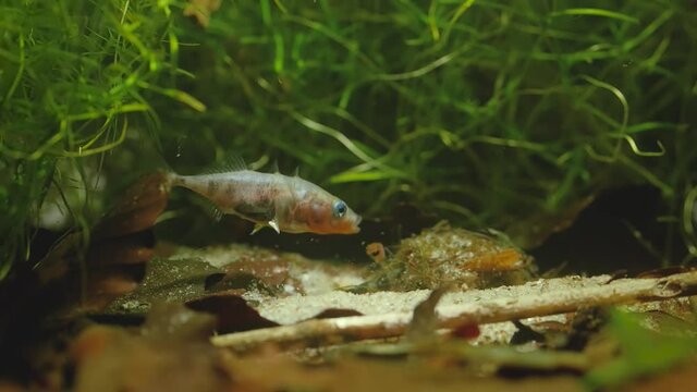 Reproduction, spawning of three-spined sticklebacks