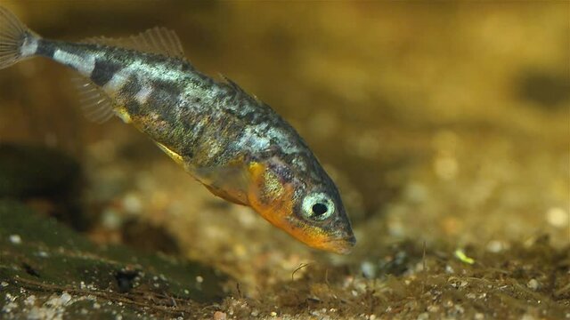 Slow motion of a male thre-spined stickleback building a nest