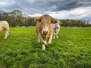 Beautiful Limousin cows on high declines. Close-up of cameras with green meadows and wall traps. Close up. Horizontal. A copy space.