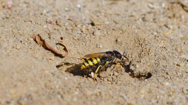 Slow motion of a bee-killer wasp carrying a honeybee