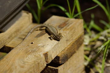Eidechsen im Sommer im Garten auf Holz in der Sonne