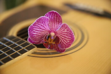 kwiat Piękna gitara akustyczna gryf drewno struny gitarzysta