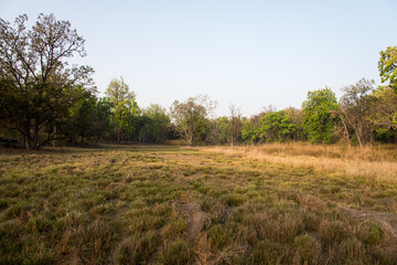 Forest themed grassland background, selective focus.