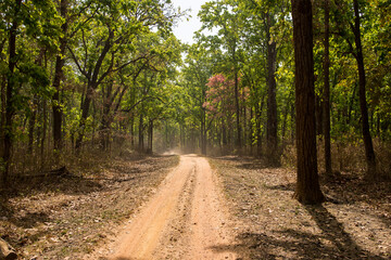 Fototapeta premium Path in the forest with canopy of trees on a sunny day.