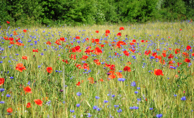 Summer field landscape with blooming flowers: blue cornflowers, bachelor's button, centaurea cyanus, and red papaver rhoeas, common poppies. Flowers in the wheat field.