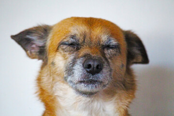Portrait of a small red Chihuahua dog that is sleeping.