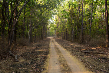 A path in the forest through the canopy of trees. Selective focus.