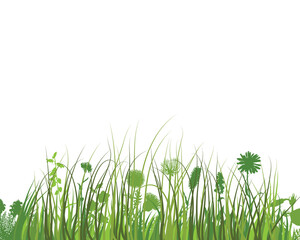 Fototapeta premium Green Grass Meadow