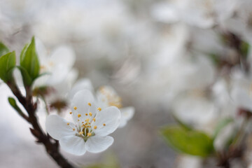 Apple tree blossom. Springtime flowers.