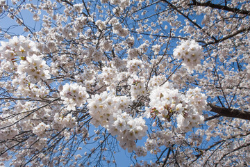 Cherry blossoms in full bloom, blue sky and clouds.