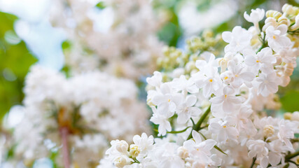 White lilac. Spring blooming flowers of White lilac on lilac bushes. Natural White Flower against blue sky background outside. Long web banner