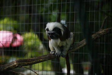Obraz premium Ein am Gitter entlang kletternder Lisztaffe