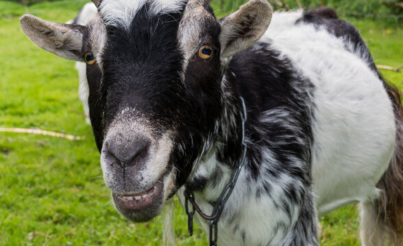 WILDLIFE, FARM, GERMANY - A portrait of a beautiful billy goat that lives in the pasture on the North Sea coast in Germany.