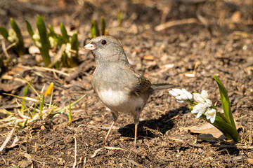 Dark-eyed Junco looking for food on a spring morning