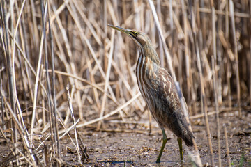 American bittern in a concealment pose with neck stretched and bill pointed skyward.