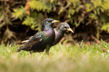 Couple of common starlings looking for food on the grass