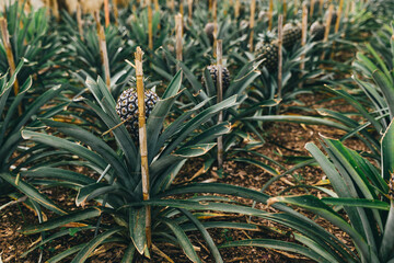 This picture shows a pineapple fruit in the garden, it is a tropical fruit grown on a plantation.