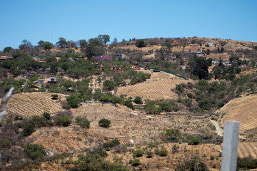 Fototapeta na wymiar paisaje viñedo