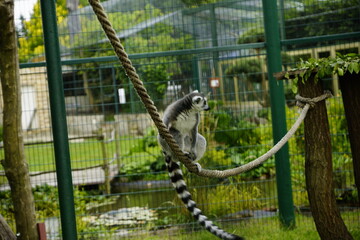 Katta Affe klettert durch das Gehege und greift nach der Kamera