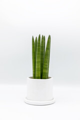 Sansevieria cylindrica in pot  isolated on white background.