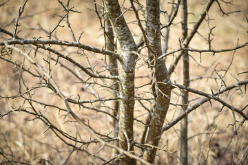 Branches of trees without leaves. Shrub in the garden