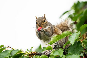 Squirrel eating ripped cherries in the backyard garden.