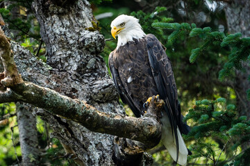 Naklejka premium Bald eagle perched high in a tree over a lake in a national park