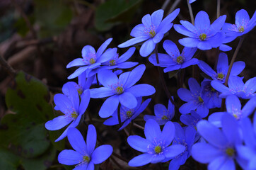 Hepatica nobilis - Common Hepatica, liverwort, kidneywort, pennywort, Anemone hepatica