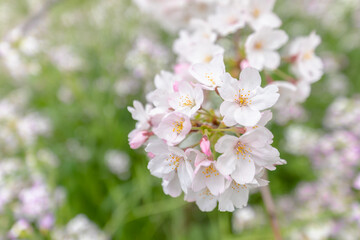Cherry Blossom at Otaku , Tokyo , Japan.The flower behind is the flower of Raphanus sativus "raphanistroides".