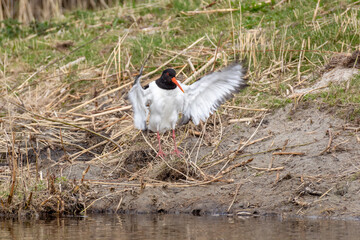 Bird oystercatcher jumping into the water.
