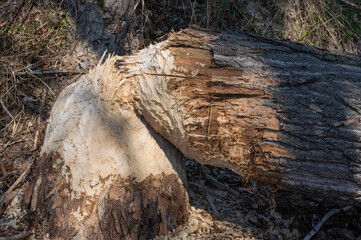 Felled aspen that was gnawed by beavers. Animal life concept.