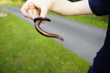 Blindschleiche die sich in der Hand windet