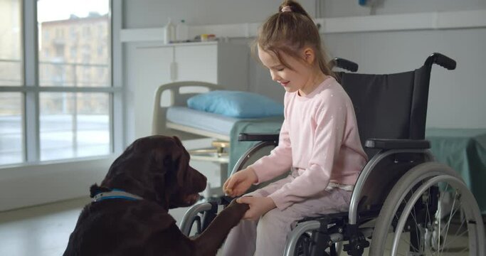 Little girl in wheelchair playing with labrador dog in hospital ward