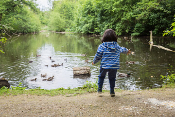 Fototapeta na wymiar Cute little child feeding ducks in the pond in a park