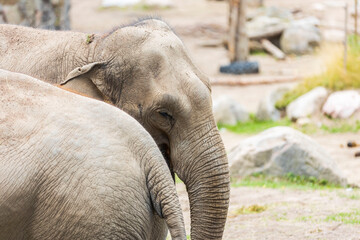 Fototapeta premium Close up view of elephant head. Beautiful wild animals background.