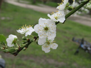 A blooming orchard in spring. A blooming plum tree garden on a blue sky background.