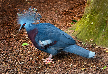 Victoria crowned pigeon on the ground. Latin name - Goura victoria beccarii	
