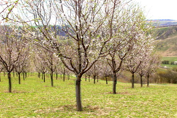 Almond tree in Hustopece, South Moravia, Czech Republic