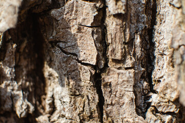 Oak tree bark texture macro. Sunny woods detail