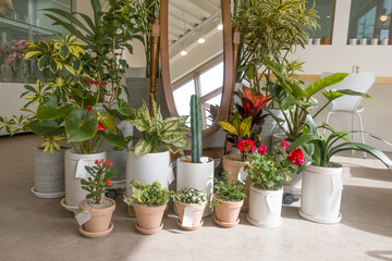 Fototapeta na wymiar Flower shop modern interior. Flower sale of indoor plants in pots.