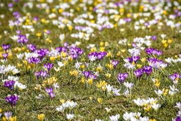 lots of flowers in the spring meadow sunny day