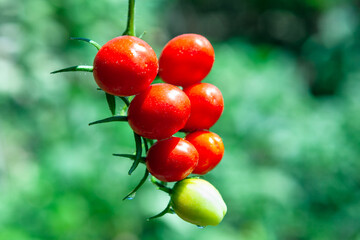 small round tomato