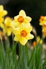 Yellow daffodil narcissus Love Day Easter flowers blooming in the spring, green background