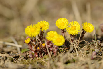 Coltsfoot or foalfoot medicinal wild herb. Farfara Tussilago plant growing in the field. Young flower used as medication ingredients. Meadow spring blooming grass. Group of beautiful yellow flowers.