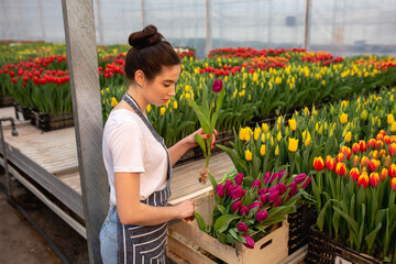 Fototapeta na wymiar Beautiful young smiling girl holding flowers, worker with flowers in greenhouse. Concept work in the greenhouse, flowers. plenty of flowers. Copy space – stock image, tulip garden