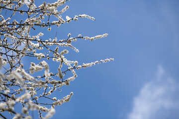Close Up of Blackthorn Blossom in Spring