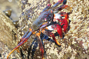 rote_Klippenkrabbe