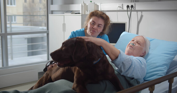 Portrait of ill aged woman in hospital bed and nurse stroking cute dog in nursing home
