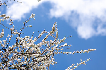 Close Up of Blackthorn Blossom in Spring