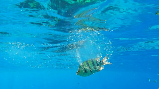 Colonial Pyrosoma Tunicates free-floating with school of fish on blue w1ater in sunrays. Pyrosomes, colony hundreds to thousands individuals called zooids, cloned from one egg and bound together